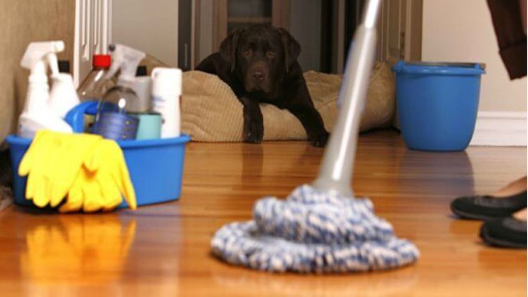 ঘরের জিনিসপত্র পরিষ্কারে সাধারণ কিছু ভুল