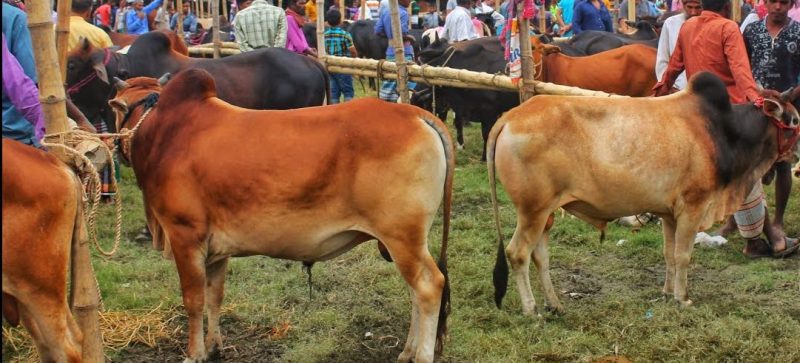 গরুর হাটে স্বাস্থ্যবিধি না মানলে কঠোর ব্যবস্থা: মেয়র তাপস