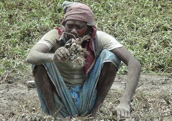 বন্যায় ডুবছে কৃষকের স্বপ্ন!