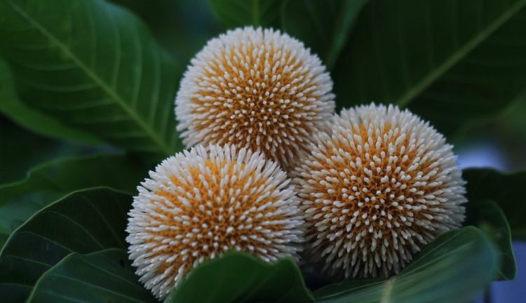 বর্ষার সঙ্গী কদম ফুল