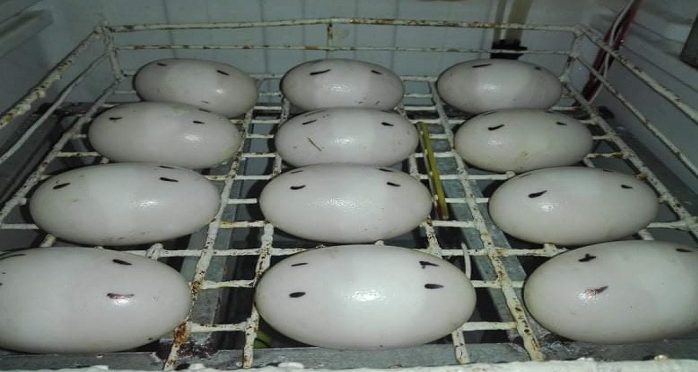 ৪৪টি ডিম দিয়েছে “পিলপিল”