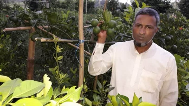 নার্সারীর সফল কারিগর আব্দুল মজিদের দিন বদলের গল্প