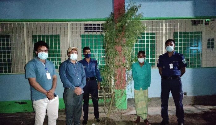 কালীগঞ্জে গাঁজার গাছসহ আটক ১