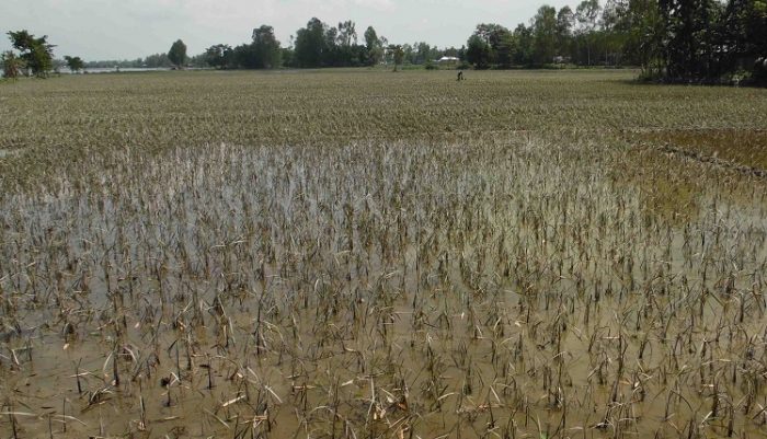 শত শত একর জমির আমন ক্ষেত নষ্ট, হতাশাগ্রস্থ কৃষক কুল