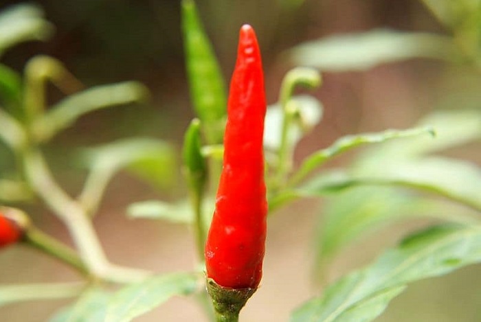 মরিচের গুণ: শুধু কাঁচা মরিচ নয়, শুকনা মরিচেও আছে উপকার