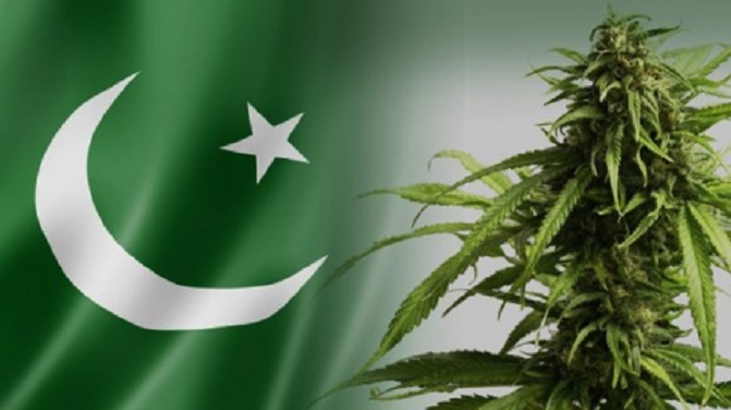 গাঁজা ব্যবহারের অনুমতি দিল পাকিস্তান