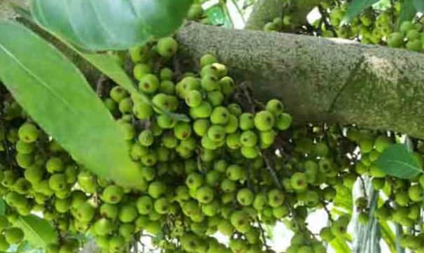 ভেষজগুণে ভরপুর ডুমুর, এ গাছের ছাল ও পাতাতেও মিলবে উপকার