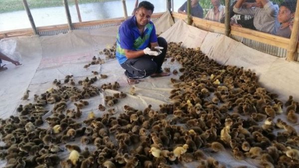 বিশাল হাঁসের খামারের সফল উদ্যোক্তা সাংবাদিক ইমন