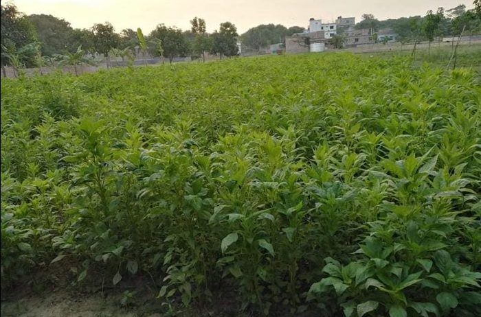 সুস্বাদু কাটুয়া ডাটা চাষে পূরণ হবে দেশের সবজি চাহিদা