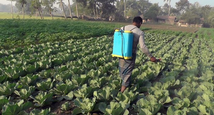 কৃষি জমিতে অতিমাত্রায় রাসায়নিক সার ও কিটনাশক ব্যবহার,”নষ্ট হচ্ছে উর্বরতা!
