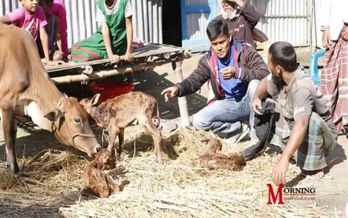 একটি গাভীর