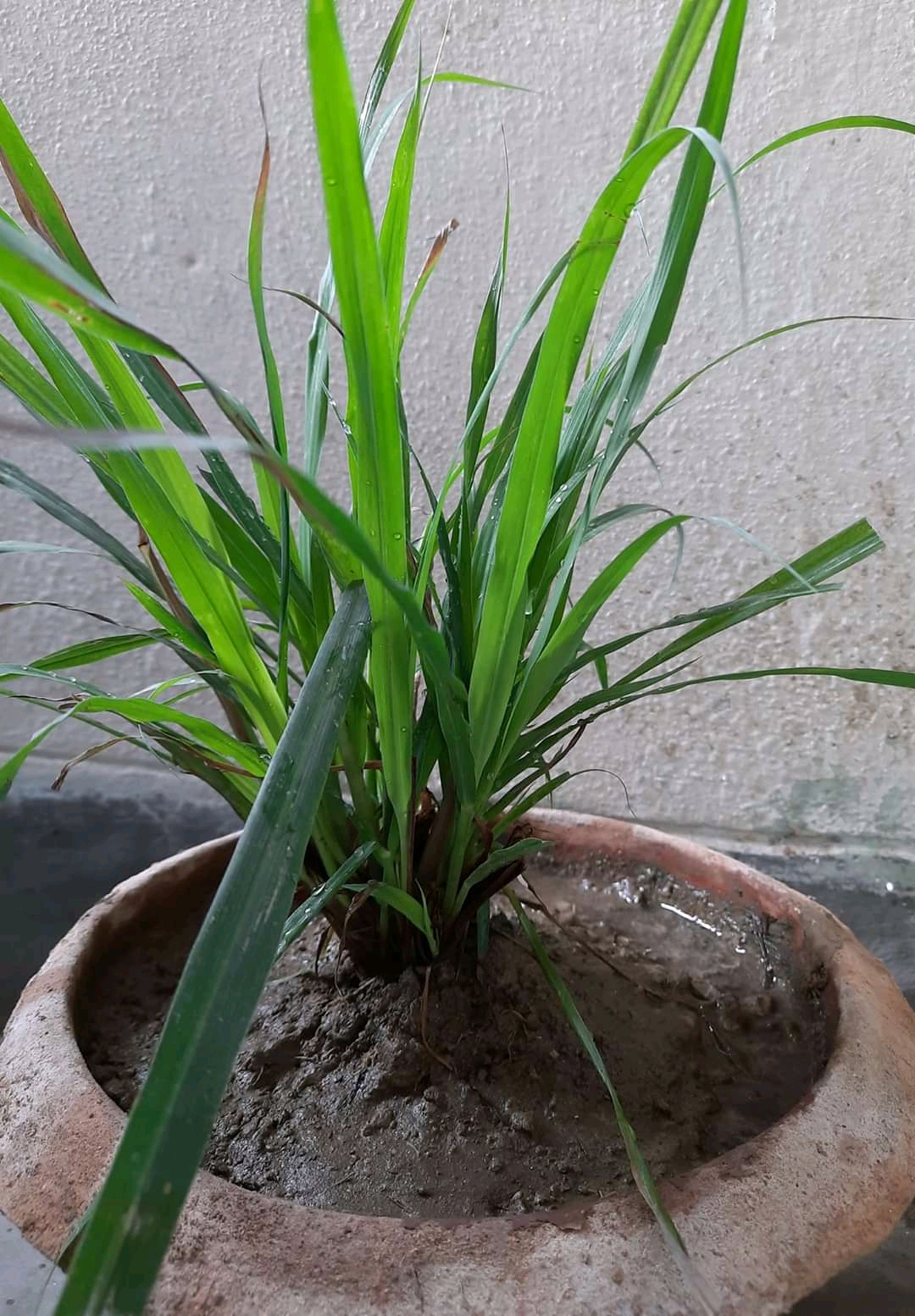 সুগন্ধ ও ঔষধি গুণে ভরপুর লেমন গ্রাস !