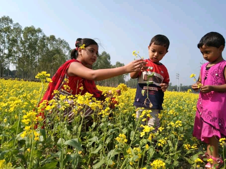 মৌসুমটা এখন সরিষা ফুলের !