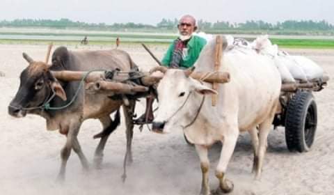 গরুর গাড়ি হার মানছে প্রযুক্তির কাছে