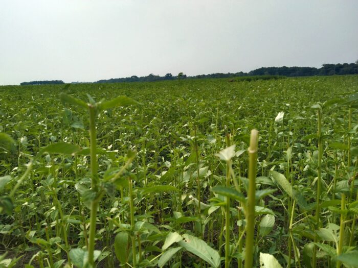 ঝিনাইদহে গরু-ছাগল দিয়ে পাটক্ষেত সাবাড়, থানায় অভিযোগ দায়ের