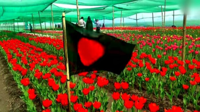 তেঁতুলিয়ার টিউলিপ মুগ্ধতা ছড়াচ্ছে চারিদিকে, দর্শনার্থীর ভিড়!