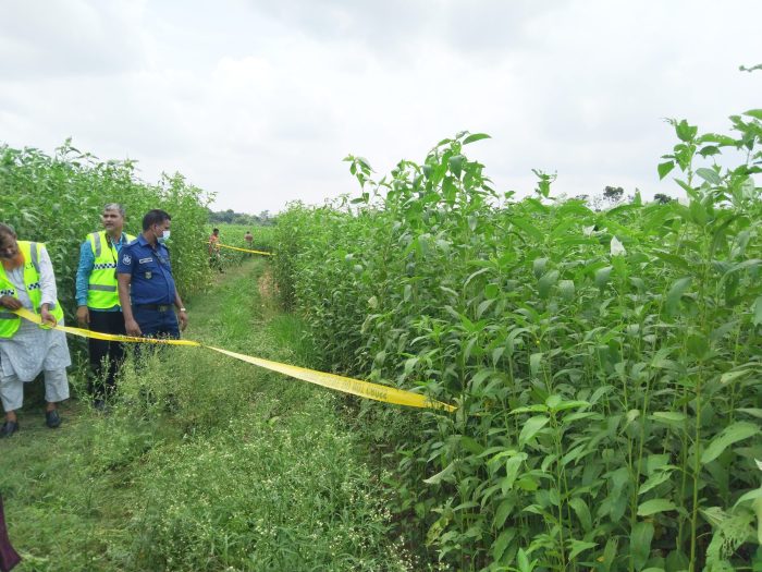 ঝিনাইদহে পাটক্ষেতে মিললো অজ্ঞাত যুবকের গলাকাটা লাশ