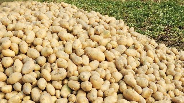 আলুর চড়া দামে দিশেহারা সাধারণ জনগণ