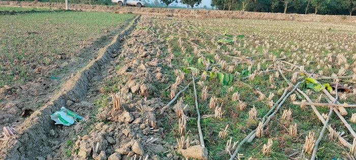 ঝিকরগাছায় পূর্ব শত্রুতার জেরে ব্যবসায়ীর জমির বনজ গাছ কর্তন