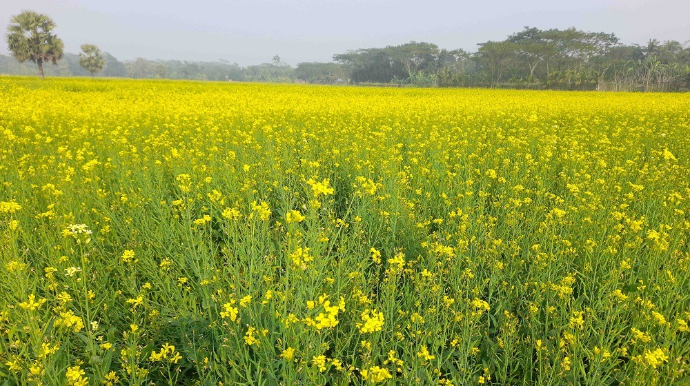 চিতলমারী উপজেলায় সরিষার বাম্পার ফলন