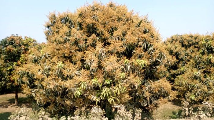 রংপুরে গাছে গাছে আমের মুকুল, স্বপ্ন দেখতে শুরু করেছেন চাষিরা