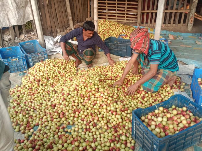 বাগআঁচড়া বেলতলা কুলের বাজার, এ মৌসুমে মুখরিত!