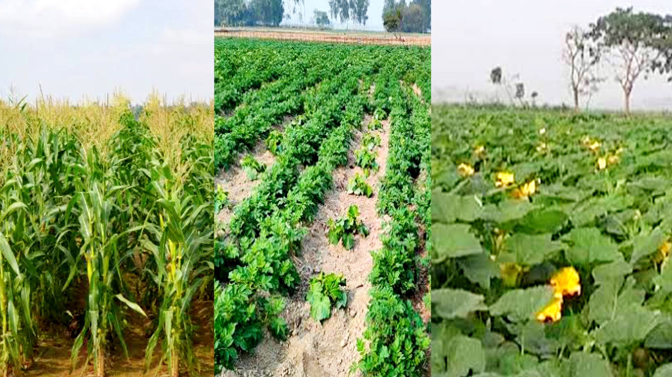 রংপুরের চরাঞ্চলে বছরে ৬ লাখ টন সবজি-ফসল উৎপাদিত হচ্ছে।