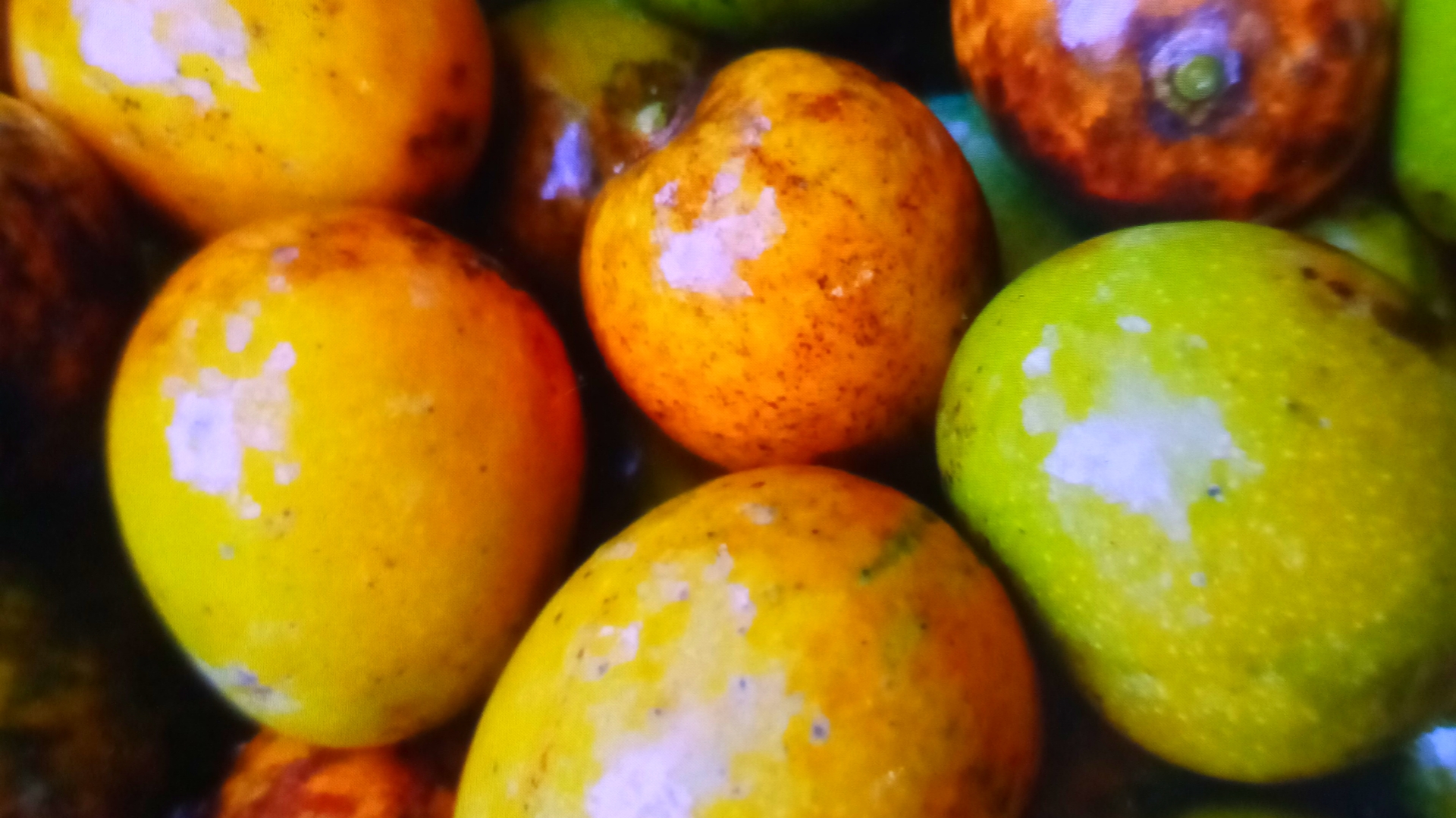 বিলুপ্তির পথে দেশি আম: স্মৃতির সিন্দুকে শৈশবের কলরব