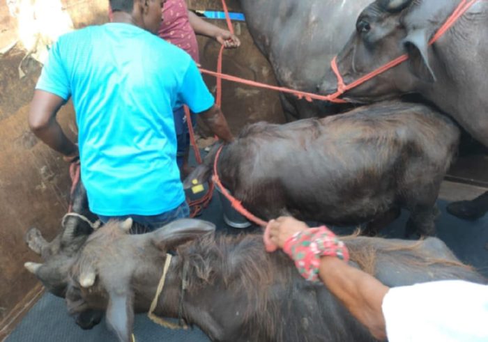 ভারত থেকে ৯৫ টি মহিষ আমদানি