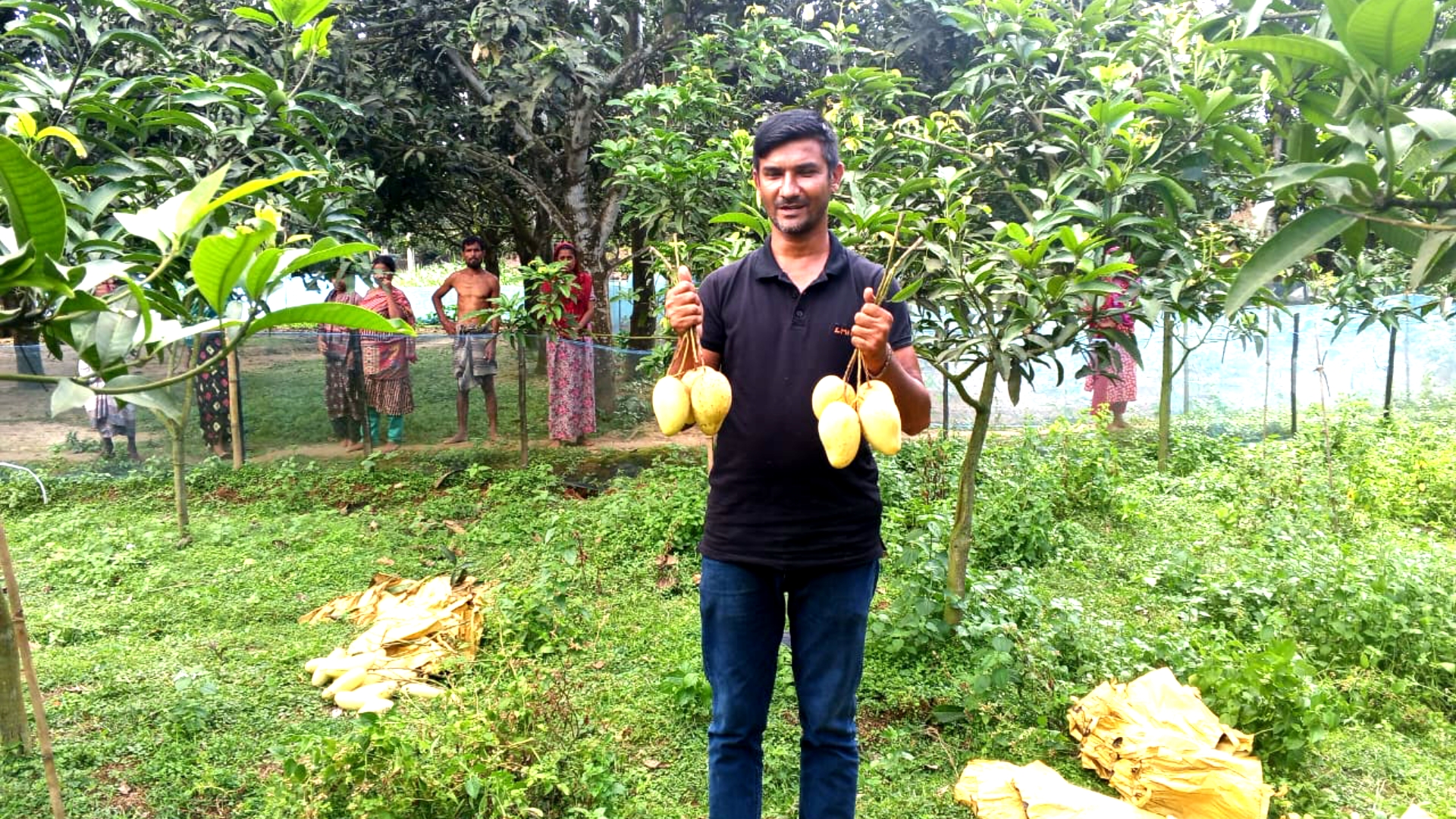 কৃষি কর্মকর্তাদের তত্ত্বাবধানে মিঠাপুকুরে উচ্চ ফলনশীল আমের চাষ!