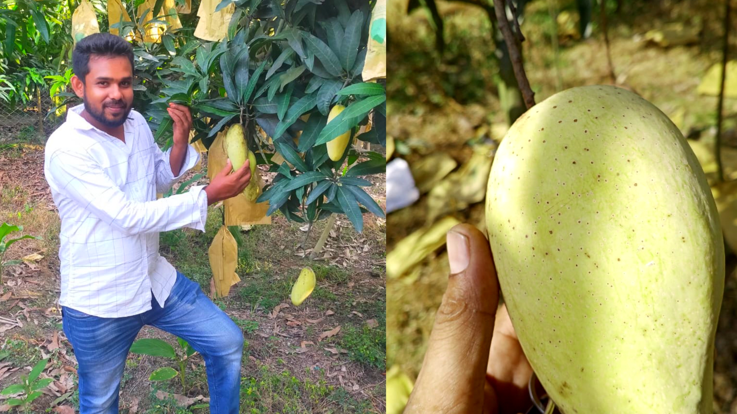 হাড়িভাঙ্গার সোনালী দিন কি শেষ? বিদেশি জাতের আমের চাষ বাড়ছে রংপুরে!