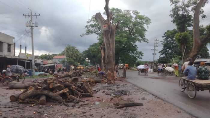 যশোর-বেনাপোল মহাসড়কের ঝিকরগাছা অংশের মৃত গাছ অপসারণ কার্যক্রম শুরু।
