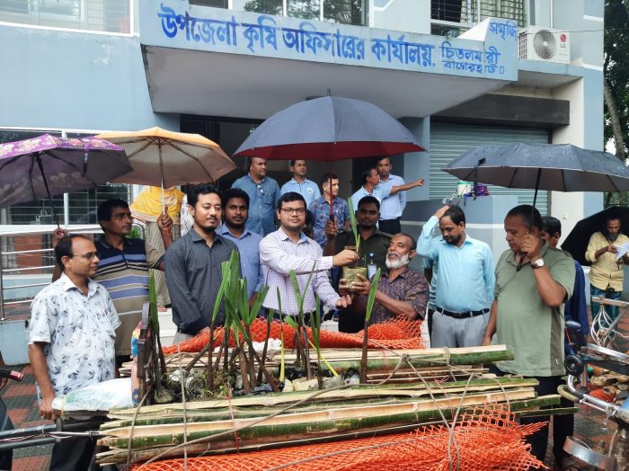 কৃষি সম্প্রসারণ অধিদপ্তর চিতলমারীতে বিনামূল্যে তালগাছের চারা বিতরণ করে।